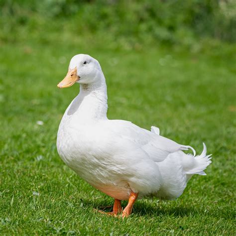 Contact us now to reserve your birds. . Pekin ducks for sale near me